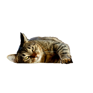 A Tabby Cat Relaxing Indoors, Basking In The Warm Sunlight On A Carpet. 12987 - Cat PNG image with transparent background